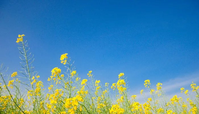 宁波哪里可以看油菜花 宁波哪里看油菜花最好