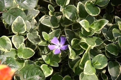 北方四季常青又耐寒的花树有哪些?