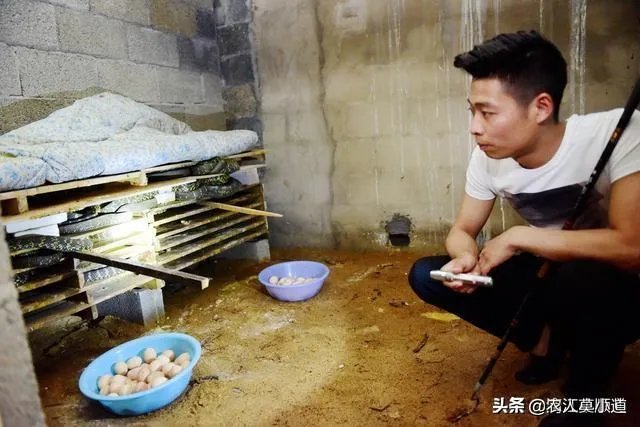 蛇类养殖如何避免蛇吃蛇?