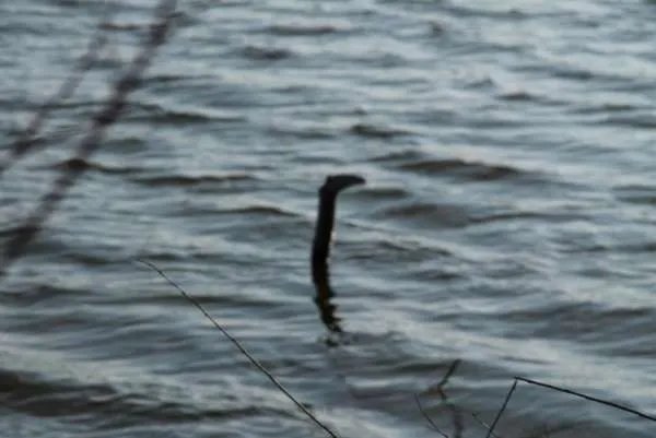 传说中的尼斯湖水怪真的存在吗？