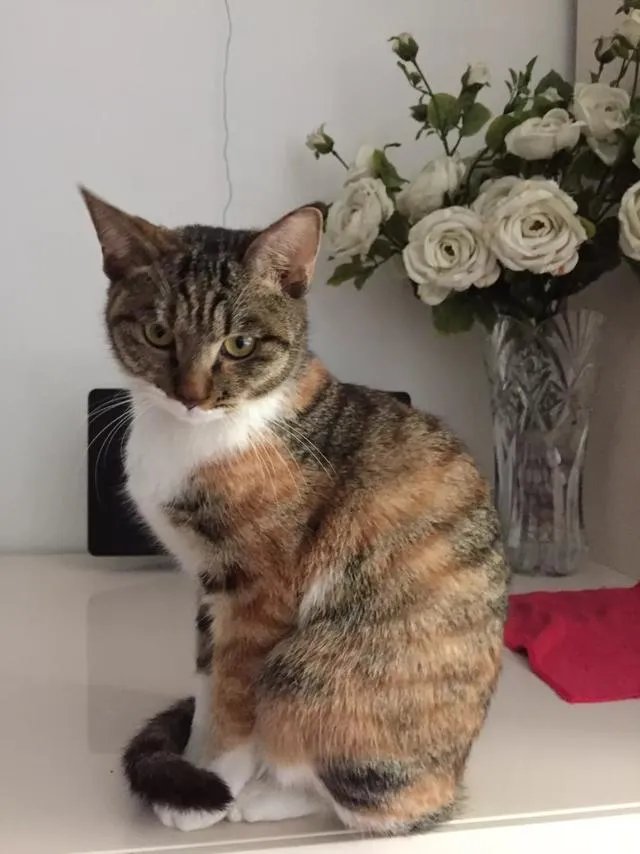 当你的猫或者狗狗去世之后，你还会再养吗？