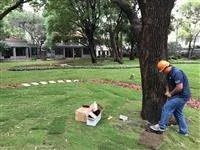 上海局地遭白蚁侵袭，消灭白蚁的办法有哪些？