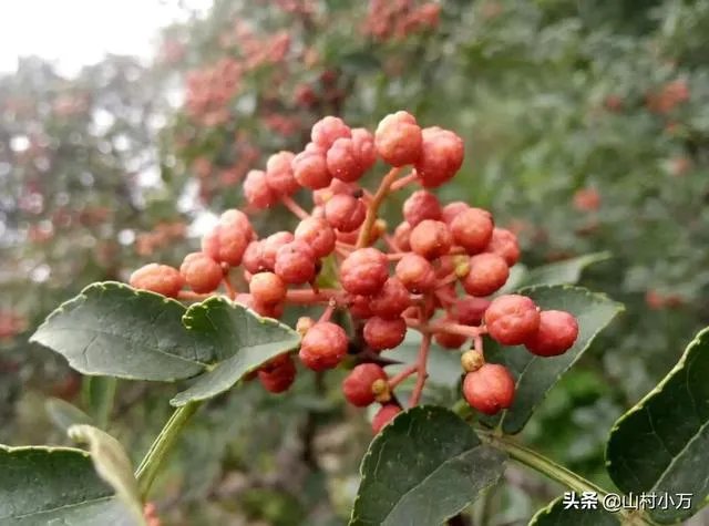 今年花椒树狂枝多怎么办？