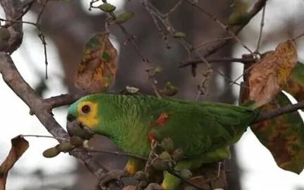 蓝顶亚马逊鹦鹉属于什么品种？有哪些喂食的要点呢？