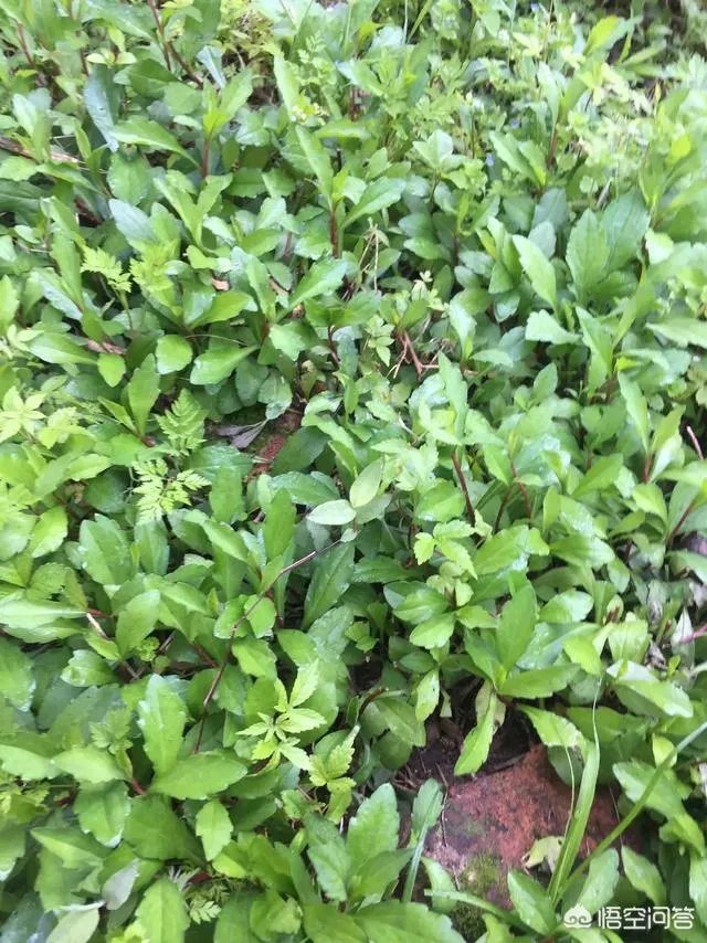 农村田野很多野菜都冒出了头，什么野菜是这个时节比较好采又好吃的？