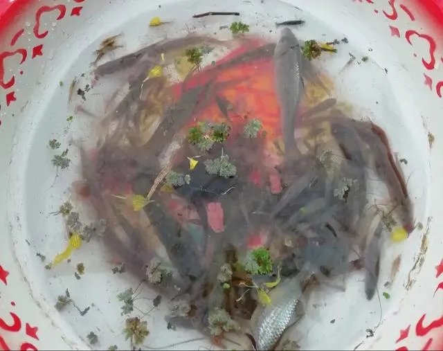 地笼捕鱼一般能捕多大的?要注意什么?