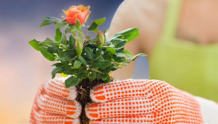 立春朋友圈心情说说