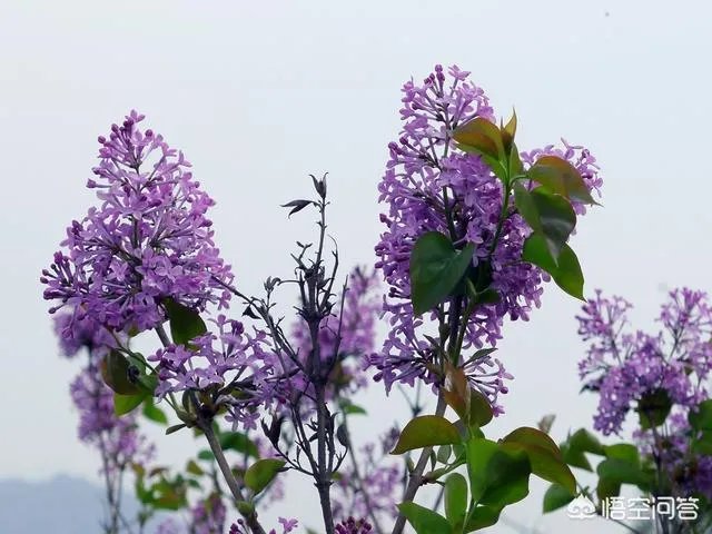 茜草科有哪些植物?