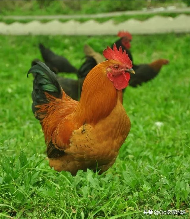 两家土鸡养殖场能挨在一起吗？