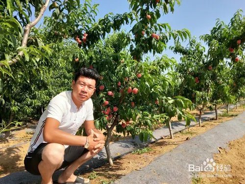 毛桃苗新品种哪个好?