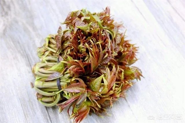 春芽树和香椿的区别