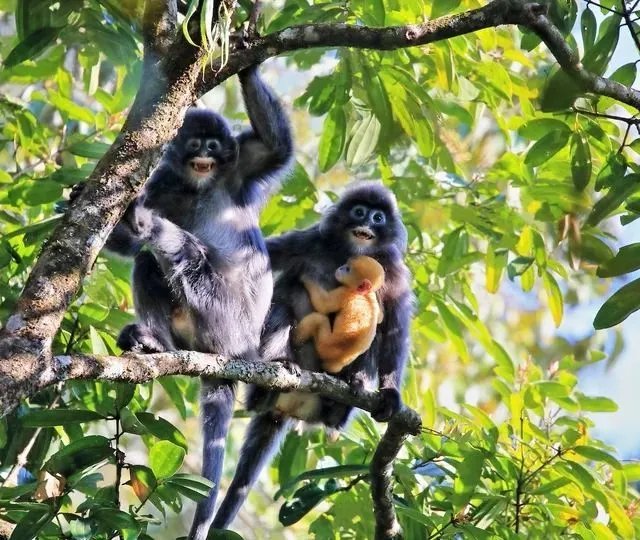 公益周期间上线的保护地里有什么动物 蚂蚁庄园小课堂2020年9月9日答案