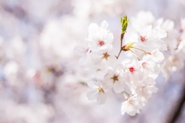 2021成都青白江樱花节是什么时候 成都青白江樱花节起止时间表