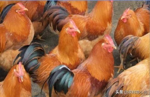 两家土鸡养殖场能挨在一起吗？