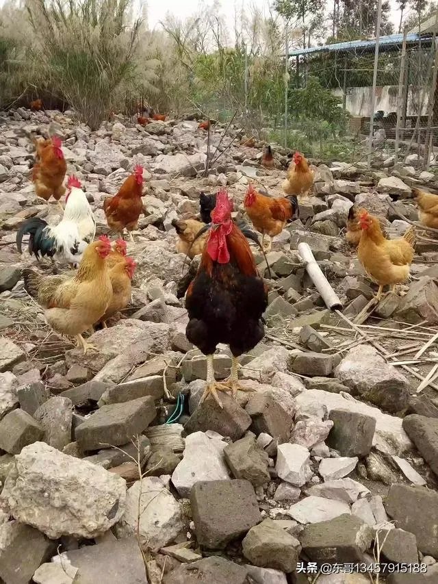 两家土鸡养殖场能挨在一起吗？