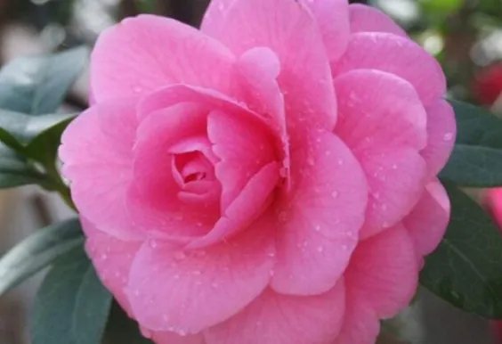 北方四季常青又耐寒的花树有哪些?