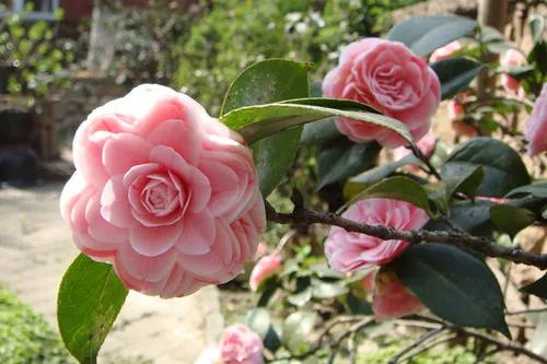 北方四季常青又耐寒的花树有哪些?