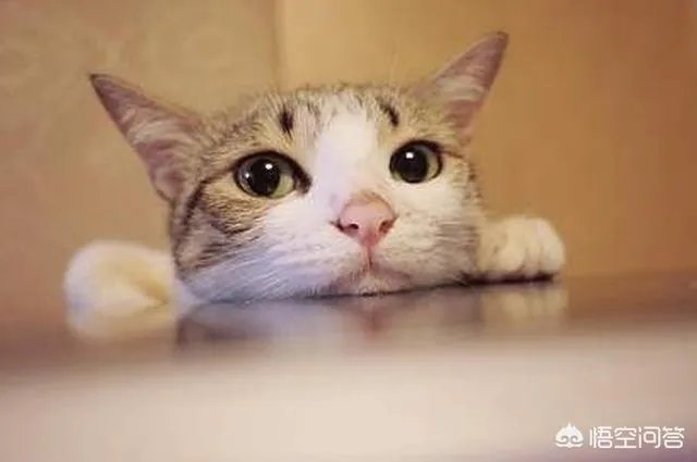 猫咪一直喵喵叫是为什么