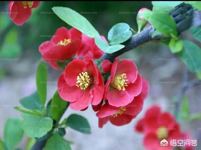 下图这是什么花？