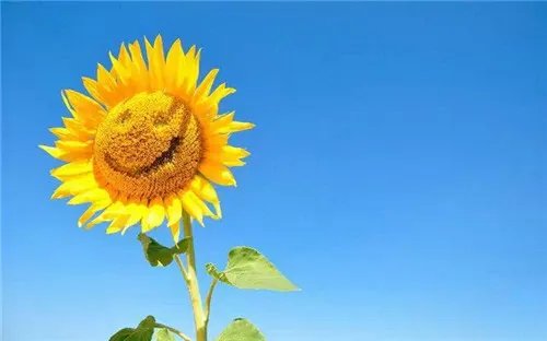 关于同讲普通话携手进小康优秀征文【5篇】精选