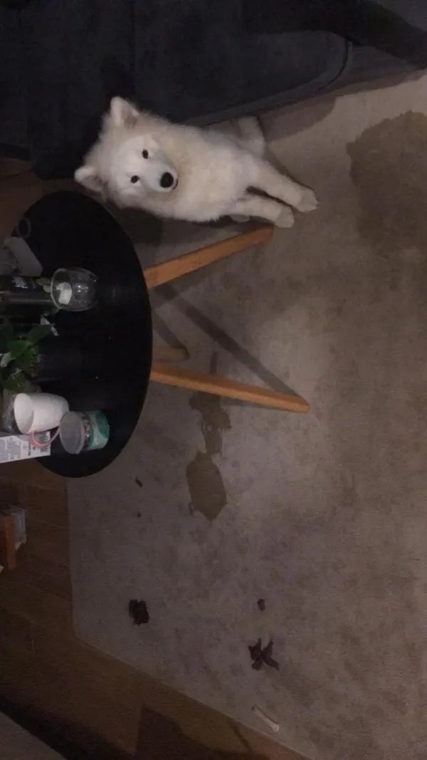 萨摩耶到底有多蠢？