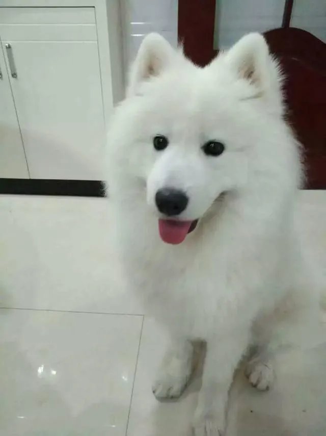 萨摩耶到底有多蠢？