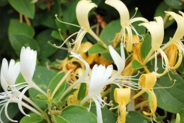 北方四季常青又耐寒的花树有哪些?