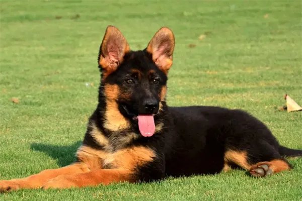 十大最护主的狗，中华田园犬上榜，第九一生只认一个主人