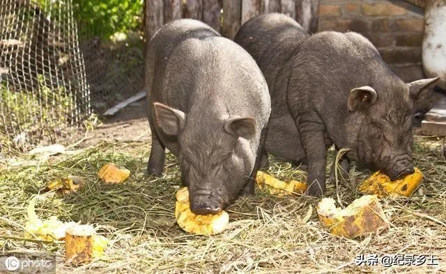 9月4日猪价:东北全线下跌,算是新一轮下跌的信号吗?