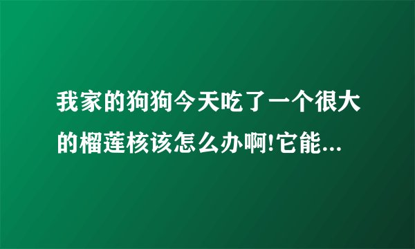 我家的狗狗今天吃了一个很大的榴莲核该怎么办啊!它能自己消化吗？