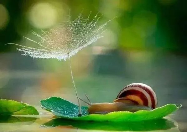 Que Sera Sera 是什么语言？