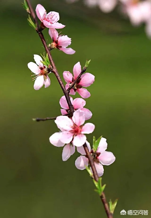 下图这是什么花？