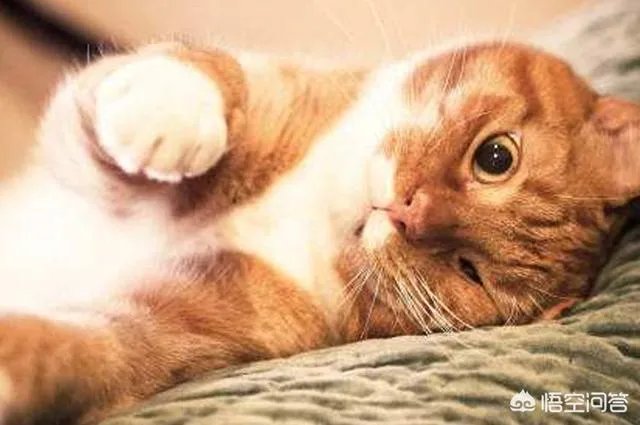 猫咪一直喵喵叫是为什么