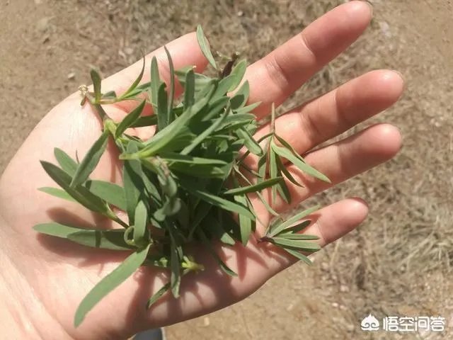 农村田野很多野菜都冒出了头，什么野菜是这个时节比较好采又好吃的？