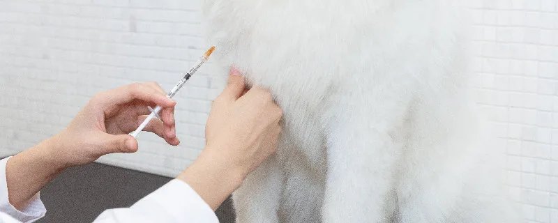 狗狗真菌性皮肤病怎么治疗 狗狗皮肤病会传染给别的狗吗