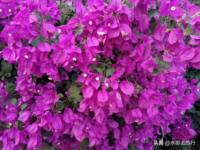 上海奉贤区东端这个镇