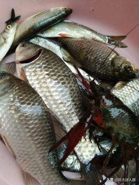 地笼捕鱼一般能捕多大的?要注意什么?