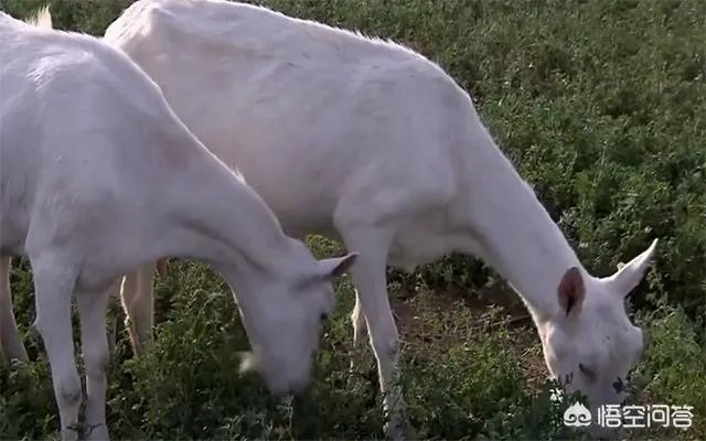 奶山羊怎样提高产量和品质？