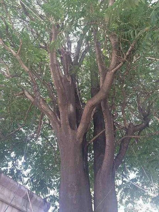 春芽树和香椿的区别