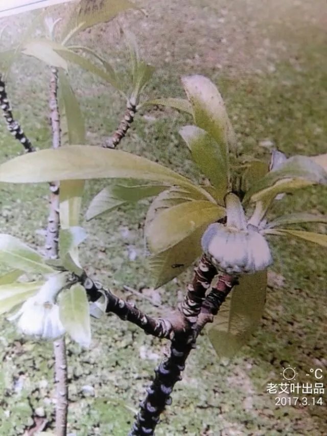 下图这是什么花？