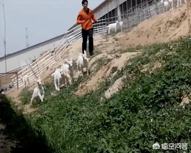 奶山羊怎样提高产量和品质？