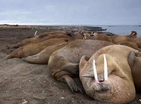 美国海象被迫上岸数万只挤在一起是什么情景?