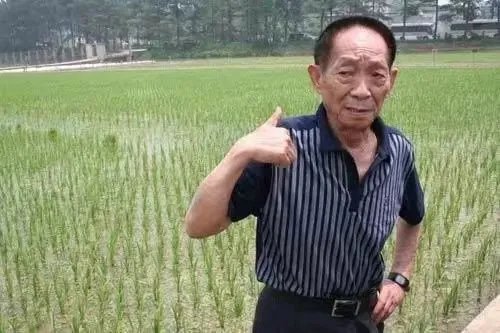 袁花花再也无法陪袁隆平听汇报了,袁花花是袁隆平的谁?