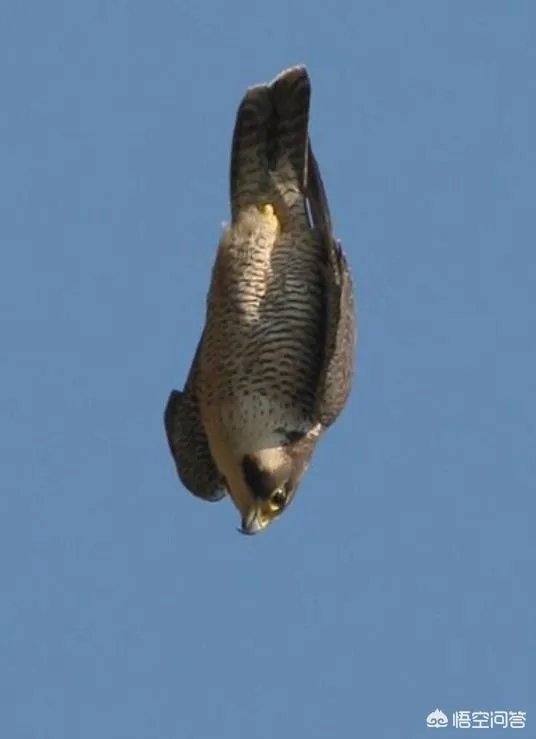 世界上飞的最高、飞的最远或飞的最快的鸟有哪些？