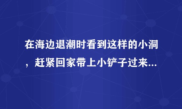 在海边退潮时看到这样的小洞，赶紧回家带上小铲子过来“挖宝”