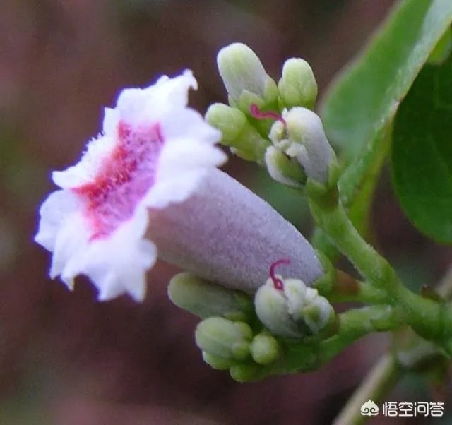 茜草科有哪些植物?
