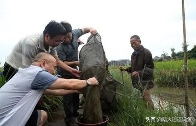 地笼捕鱼一般能捕多大的?要注意什么?