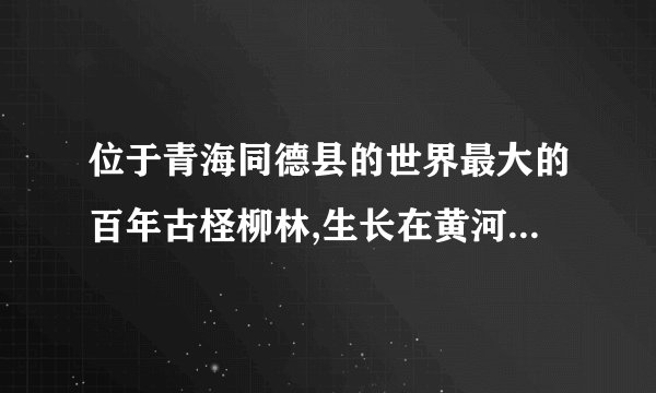 位于青海同德县的世界最大的百年古柽柳林,生长在黄河滩地上,是目前为止发现的唯一一片存在了几百年的柽柳林生态系统,树高、树粗、树龄,还有分布高度都是世界第一。然而,到2018年底,建设中的羊曲水电站大坝落成后,这片全世界独一无二的野生古柽柳林将全部被淹没在水库中。工程投资方提出了移植保护方案,遭到专家们的明确反对。请你推测工程投资方(4分)与专家方(6分)各自的理由。(10分)