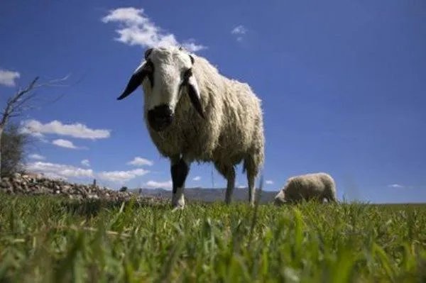 世界上最贵的羊332万元成交，这羊买回去是吃还是供着？