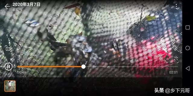 地笼捕鱼一般能捕多大的?要注意什么?